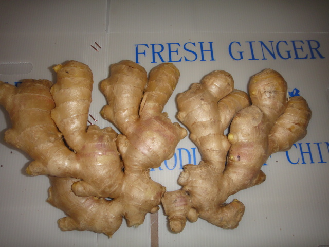 High Quality Global Gap Fresh Ginger