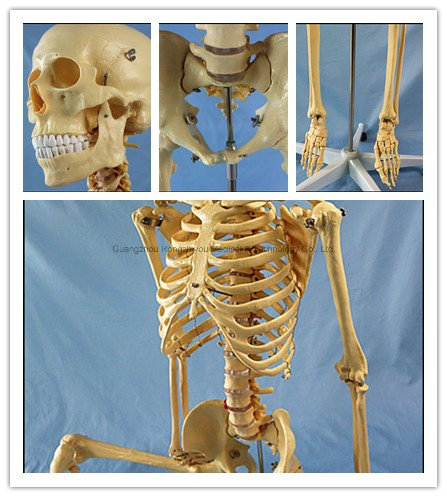 170cm Life Size Human Skeleton Medical Teaching Anatomy Model