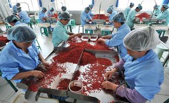 Organic Goji Berry From Ningxia