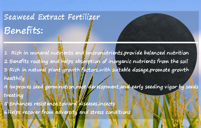 Seaweed Extract Fertilizer