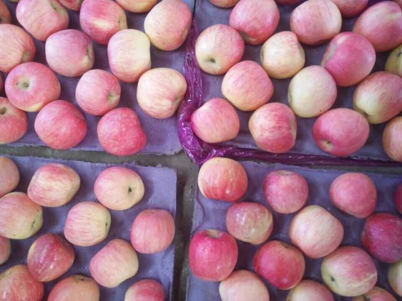 Sweet and Crisp Red FUJI Apple