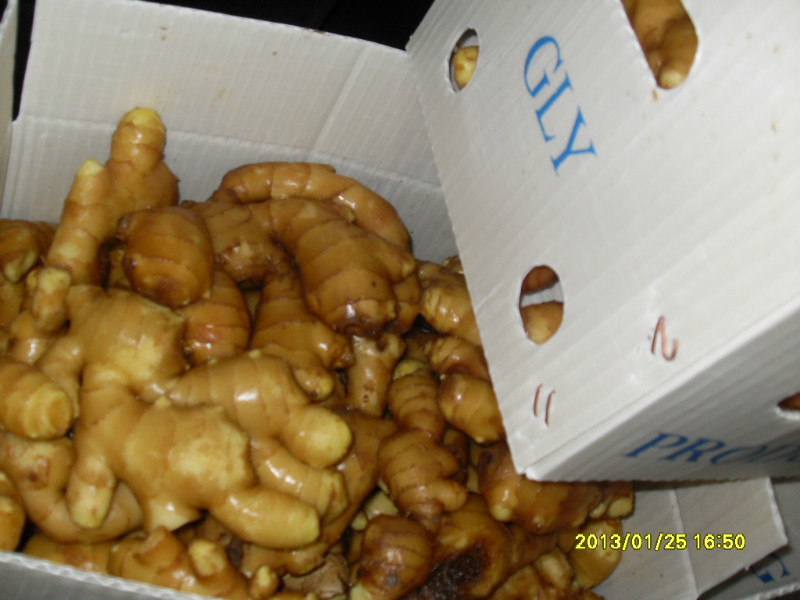 Chinese Fresh Ginger From Farm