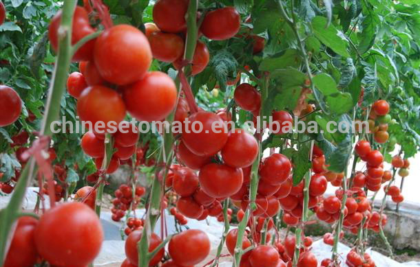 Tomato Ketchup with Good Price