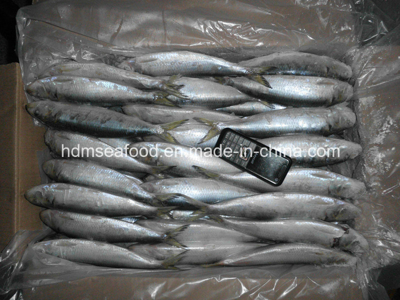 High Quality Fish Big Size Sardine for Bait (Sardinella aurita)