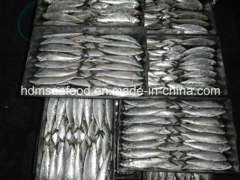 Sardine Fish for Bait