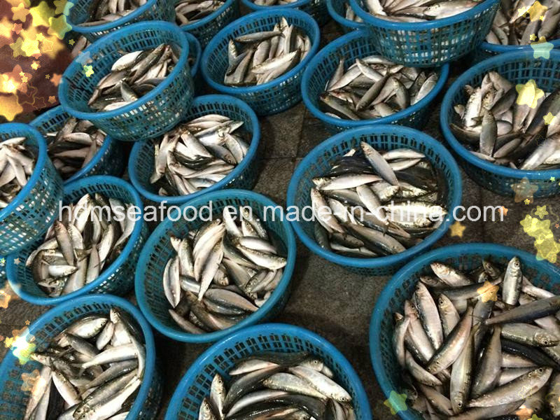 Light Catch Sardine Fish for Tuna Bait (Sardinella aurita)