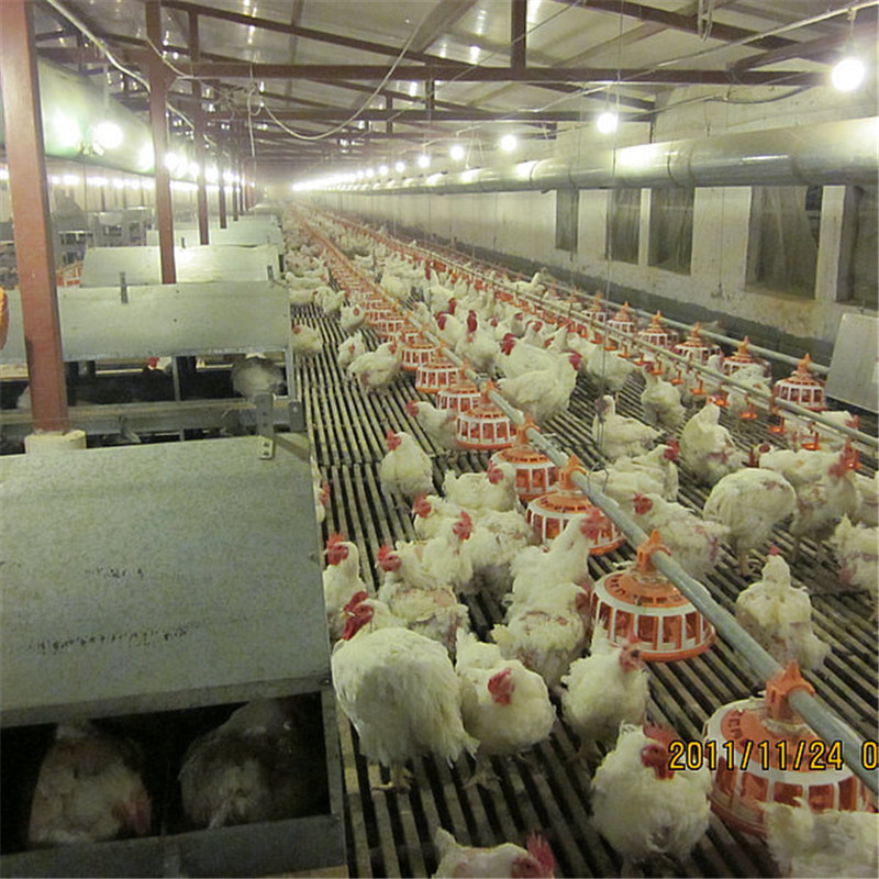 Top Quality Full Set Automatic Breeder Poultry Farm Equipment