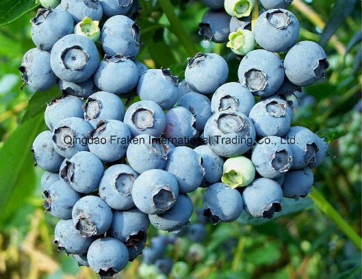 Mulberry Extract, Blueberry Extract, Cranberry Extract & Bilberry Extract