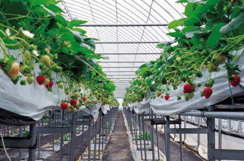 Tunnel Greenhouse Arch Roof Greenhouse for Vegetables