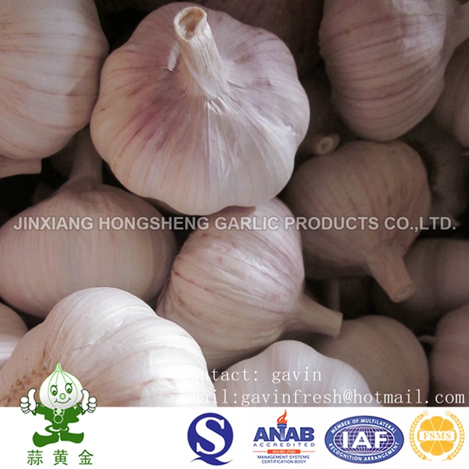 Normal White Garlic Fresh New Crop 10kgs Mesh Bag Packing