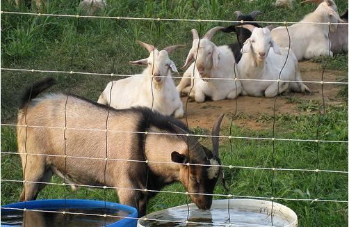 Galvanized Cattle Fence Mesh for Farm