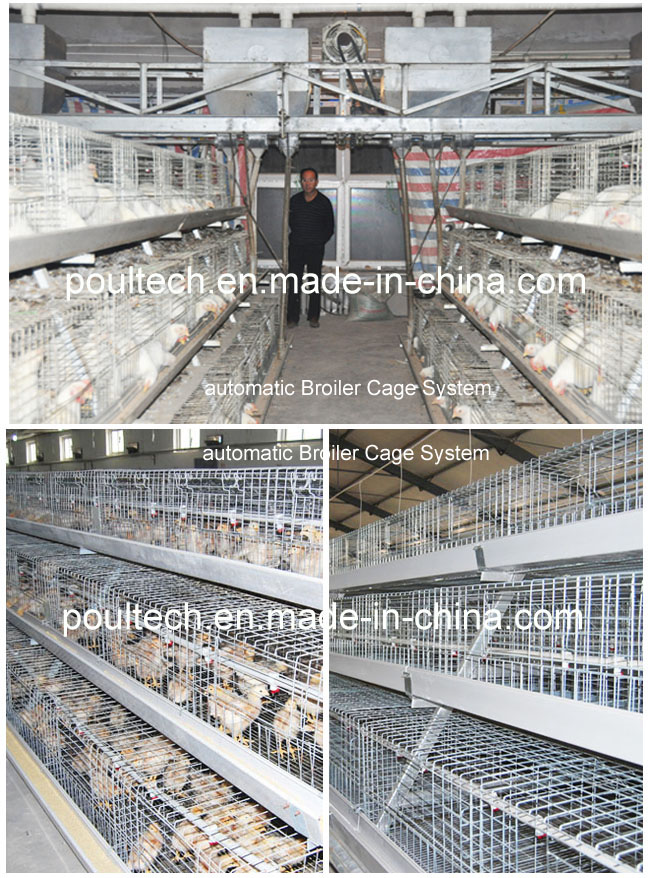 Chicken Broiler Cage System Poultry Farm Equipment