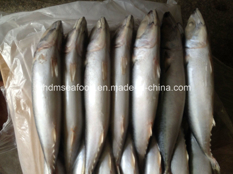 New Frozen Mackerel 300-500