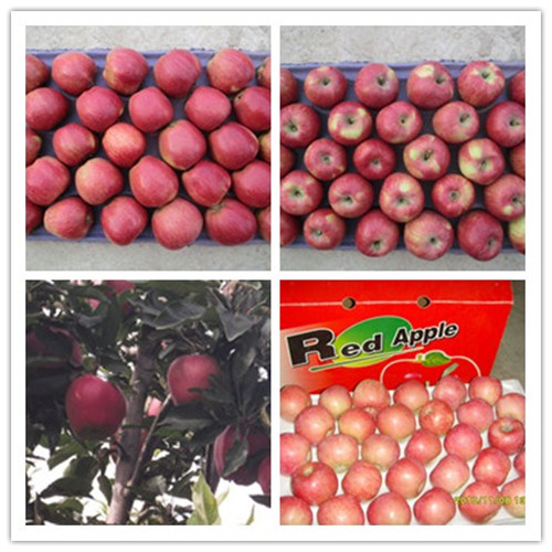 2015 New Fresh Red Star Apple