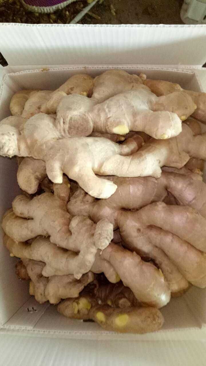 Top Quality of Fresh Air Dry Ginger for Europ