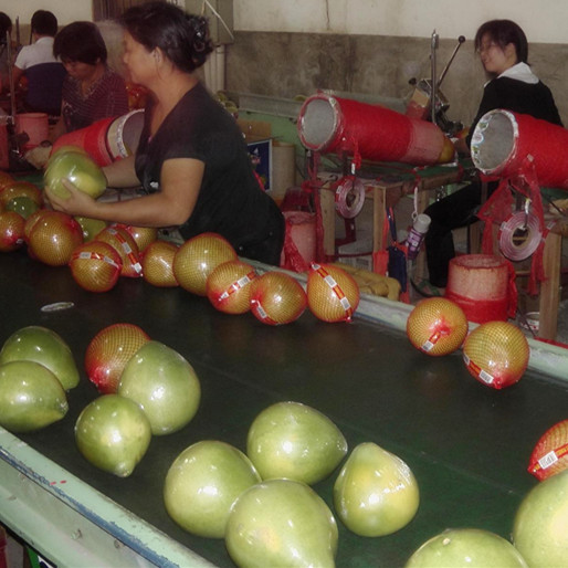 Fresh Pomelo