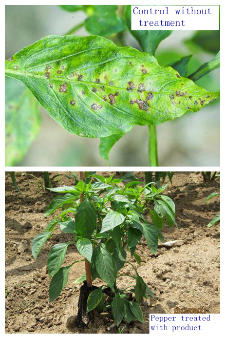 Hot Production High Effective Against Bacterial Disease Fungicide