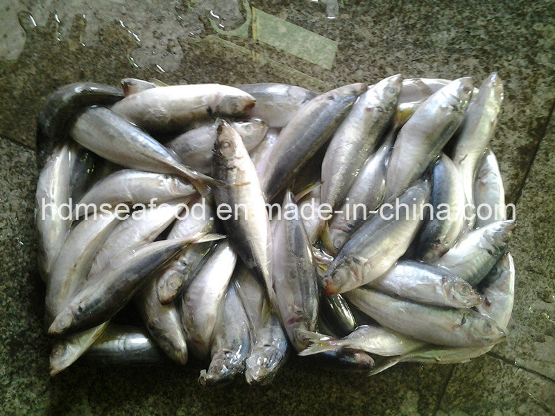 Fresh Frozen Horse Mackerel Fish