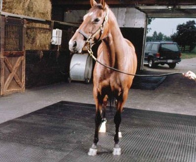 Animal Rubber Horse Equine Mat