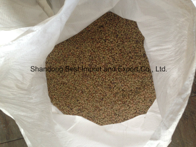 2016 Green Lentil for Export