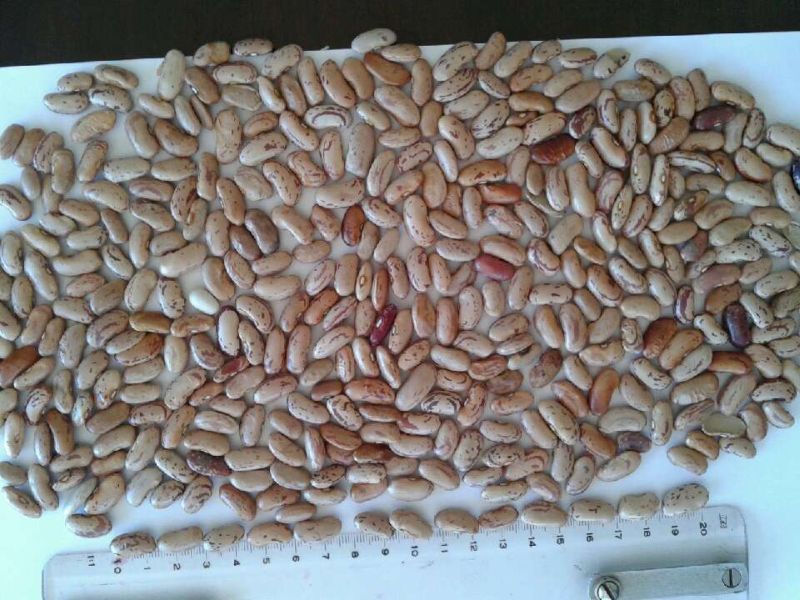 Light Speckled Kidney Beans (220-240grains/100g)