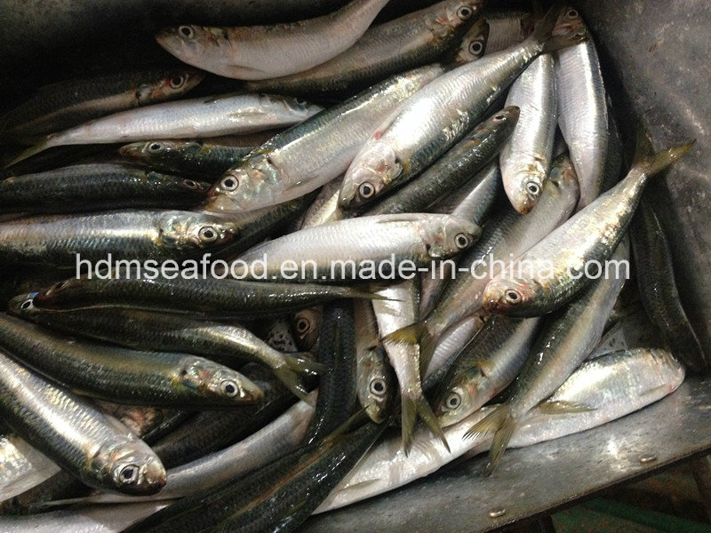 Bqf Frozen Seafood Fresh Sardine Fish