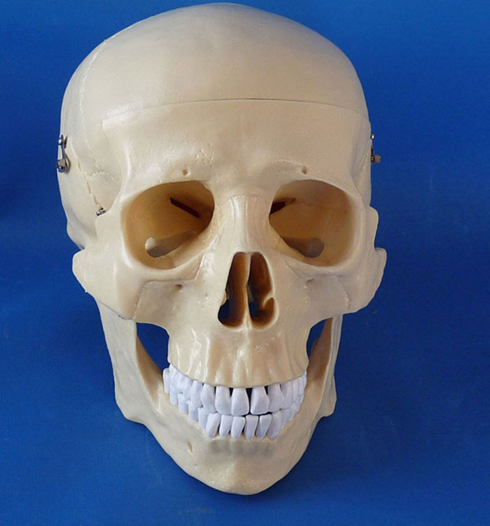 High Quality Human Skull Medical Model for Teaching (R020611)