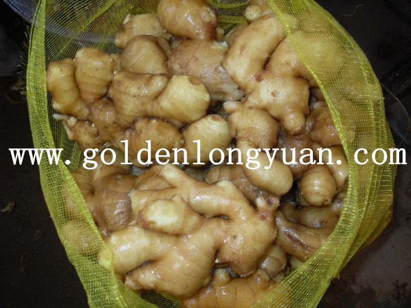 Mesh Bag Package of Chinese Fresh Ginger