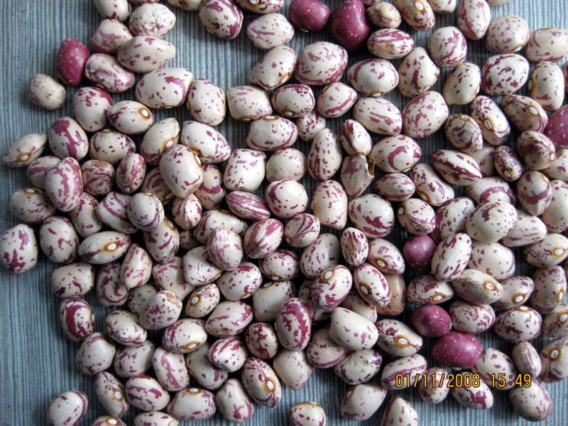 New Crop Good Quality Light Speckled Kidney Beans