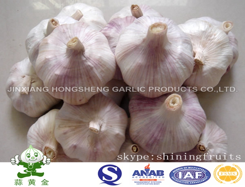 Normal White Garlic 10kgs Carton Packing From China