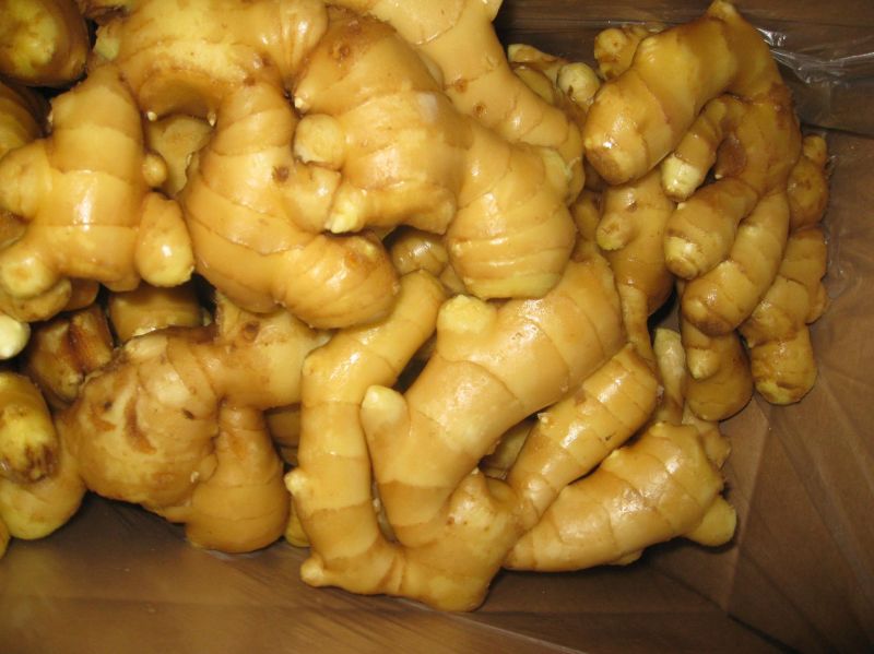 Golden Supplier for Fresh Fat Ginger High Quality