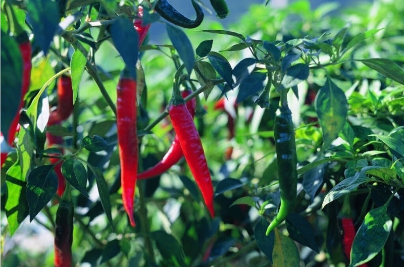 2014 New Crop Dried Red Chili Peppers