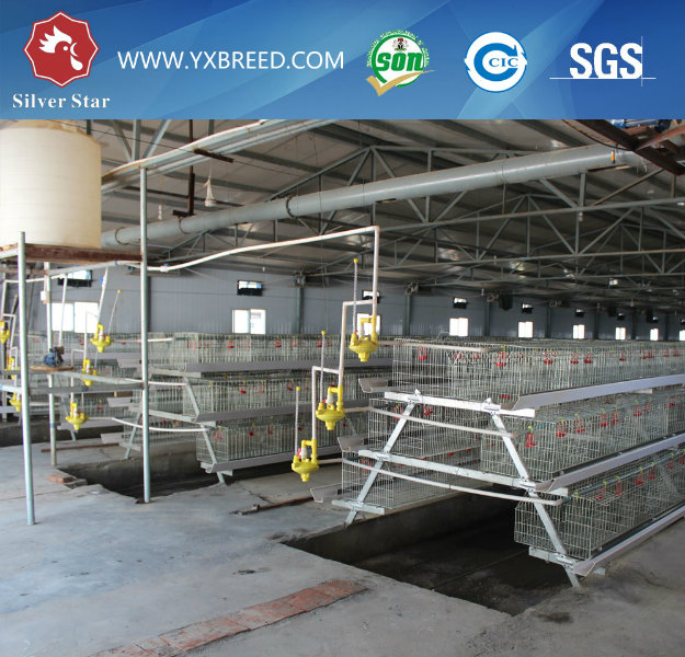 Broiler Chicken Cage Automatic Poultry Equipment for South American Farm