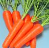 Fresh Red Carrot