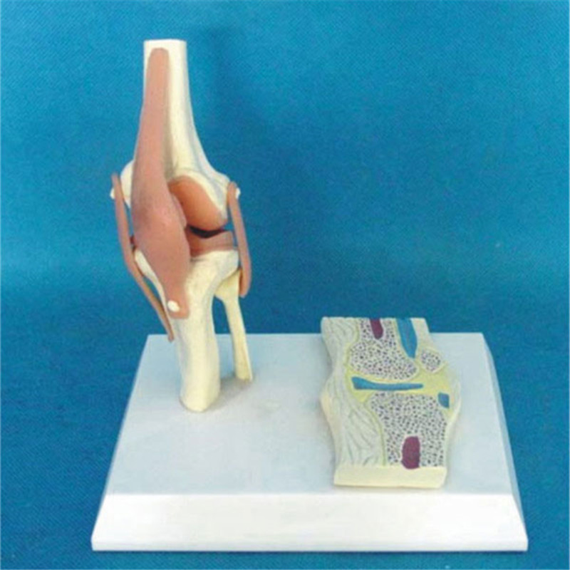 High Quality Human Knee Joint Function Medical Care Model (R020917)