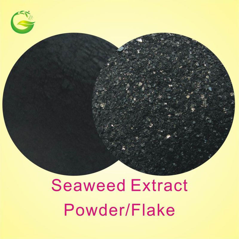 Powder Soluble Brown Seaweed Extract Powder Organic Fertilizer