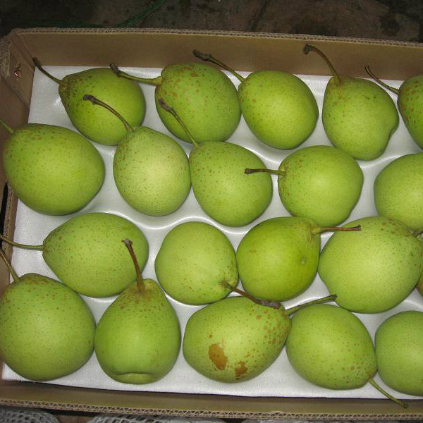 Good Quality of Fresh Green Ya Pear