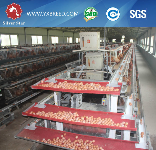 South American Automatic Chicken Poultry Equipment for Layers and Broiler