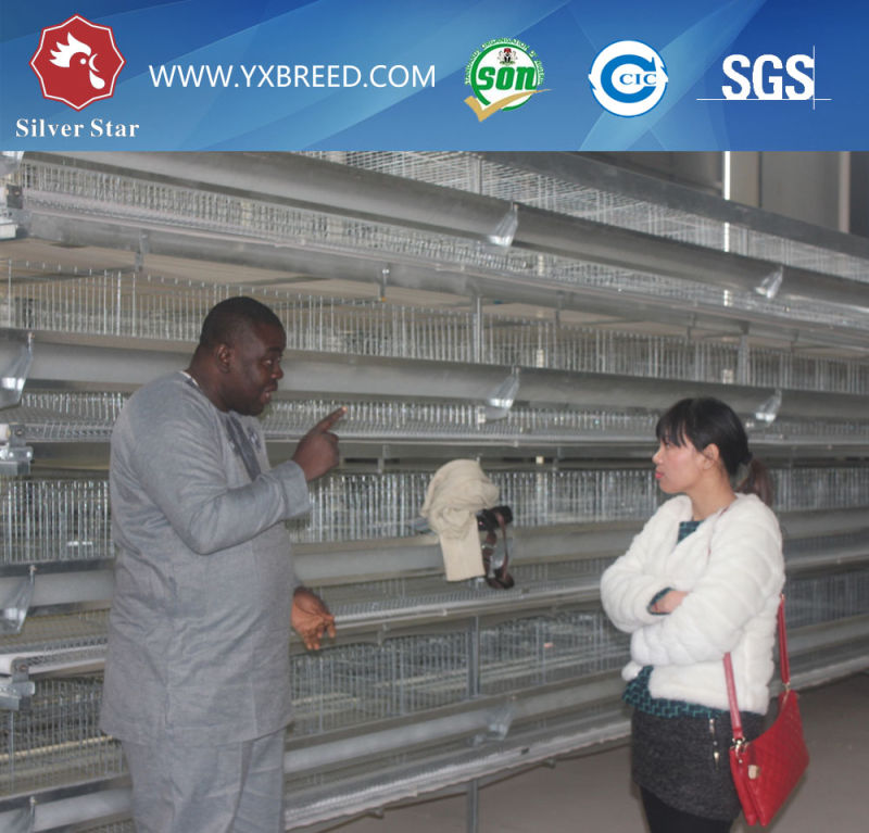 Low Price Battery Cage for Layer
