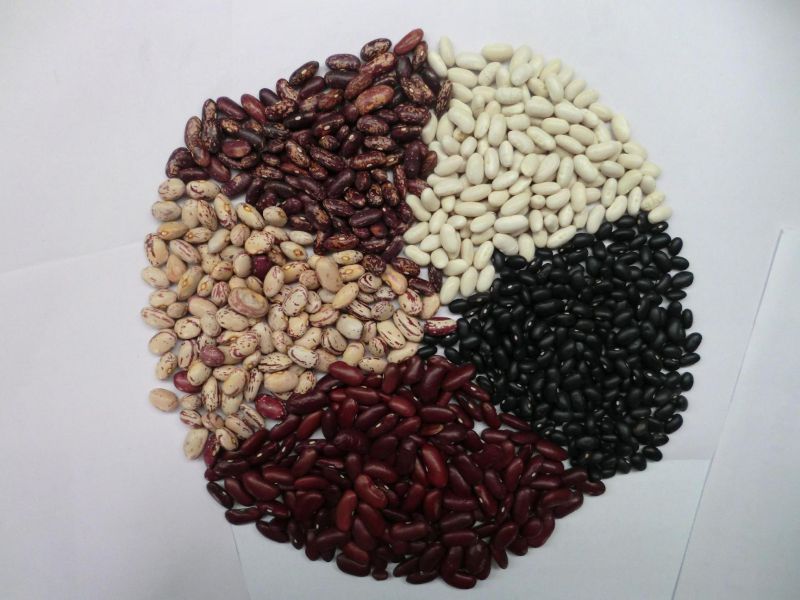 Light Speckled Kidney Bean with Good Quality