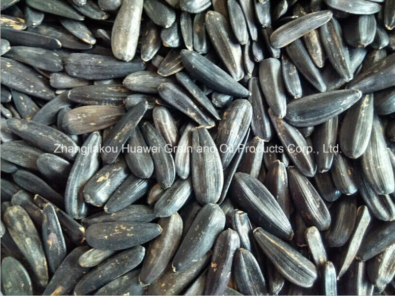 Black Sunflower Seed 2015crop 330-340pieces/50g