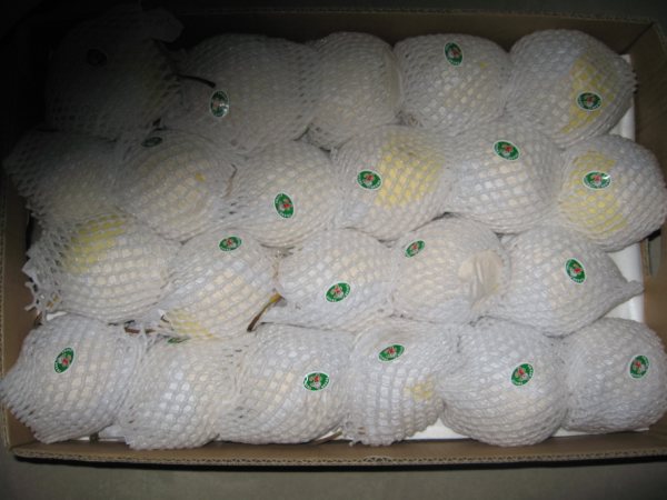 Chinese Fresh Yellow Ya Pear Export Quality