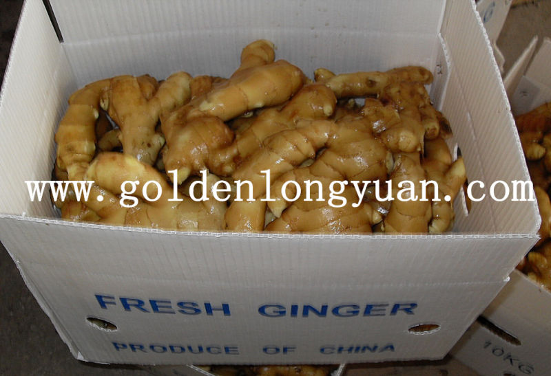 Godlen Supplier Air Dry Ginger, Fresh Ginger