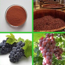 CAS No 84929-27-1 Skin Care Grape Seed Extract