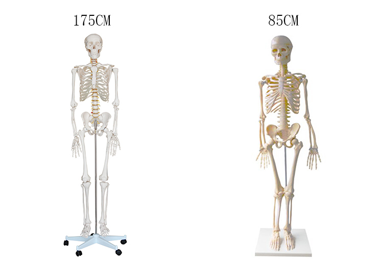 Teaching Model Fake Human Skeleton, Human Skull