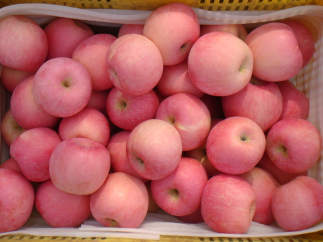 Fresh Apple of China/ High-Qualitied Fruits