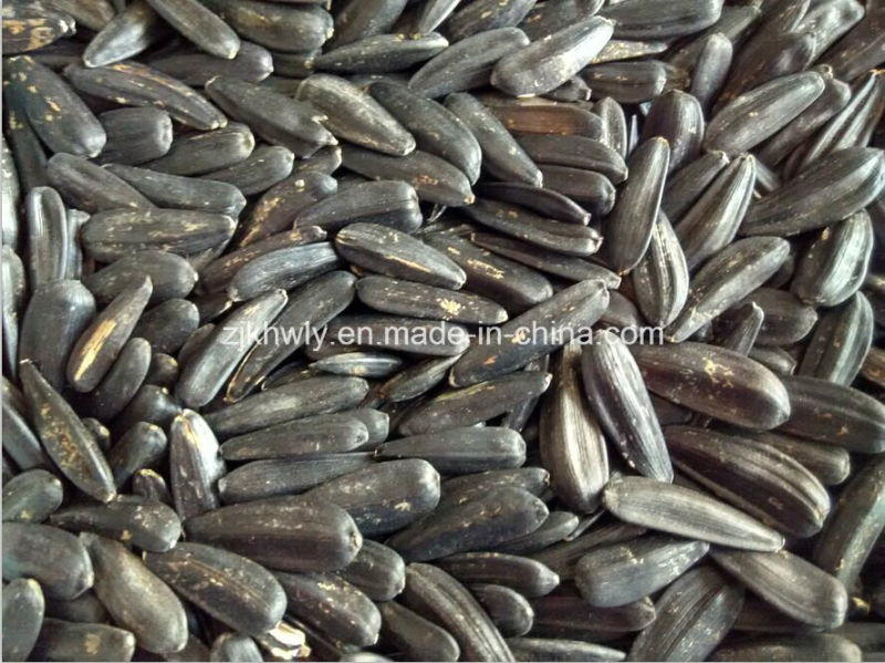 Black Sunflower Seed 2015crop 290-310pieces/50g