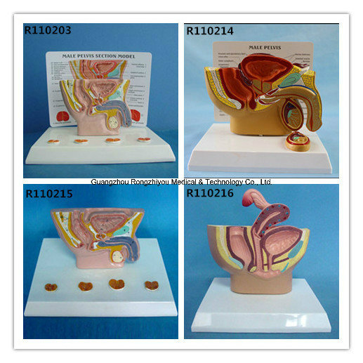 Human Health Female Urinary Pelvis Antomical Model with Description Plate