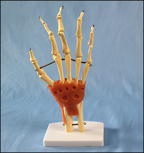 Desk Type Model Natural Size Hand Joint Skeleton Model with Ligaments