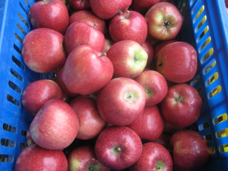 New Harvest Good Quality of Fresh Qinguan Apple